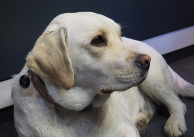 Ein gelber Labrador Retriever mit Halsband liegt auf dunklem Boden und blickt zur Seite vor einem dunkelblau-weißen Hintergrund in der Werkstatt Prutz.